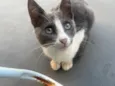Gatinhos