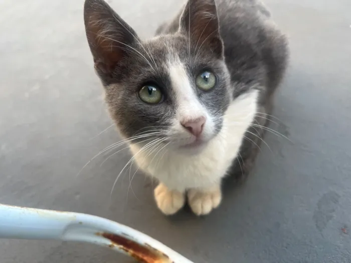 Gato raça SRD-ViraLata idade 7 a 11 meses nome Gatinhos