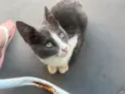 Gatinhos