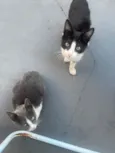 Gatinhos