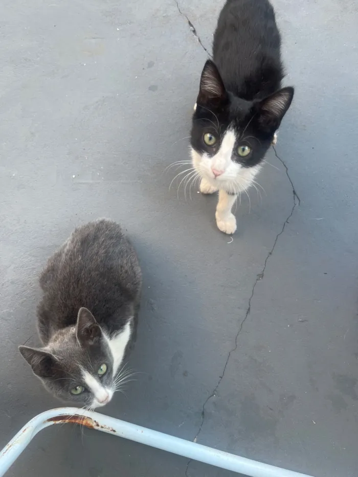 Gato raça SRD-ViraLata idade 7 a 11 meses nome Gatinhos