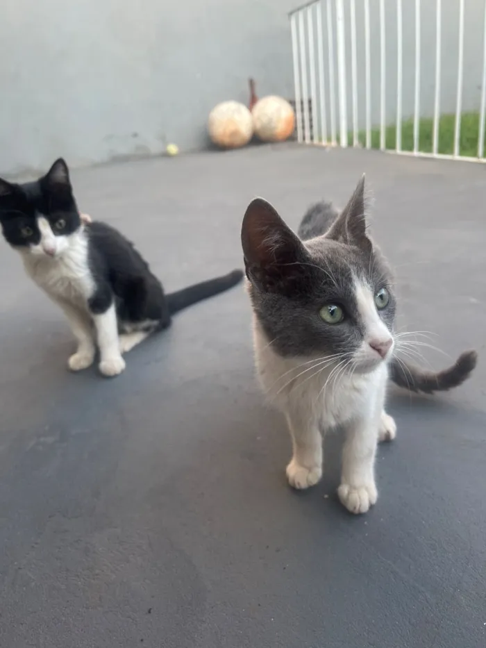 Gato raça SRD-ViraLata idade 7 a 11 meses nome Gatinhos