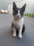 Gatinhos
