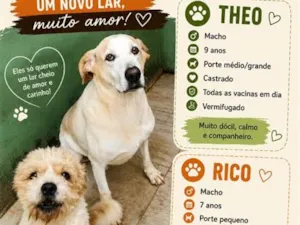 Cachorro raça SRD-ViraLata idade 6 ou mais anos nome Theo