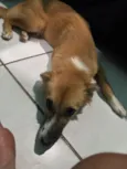 Ju