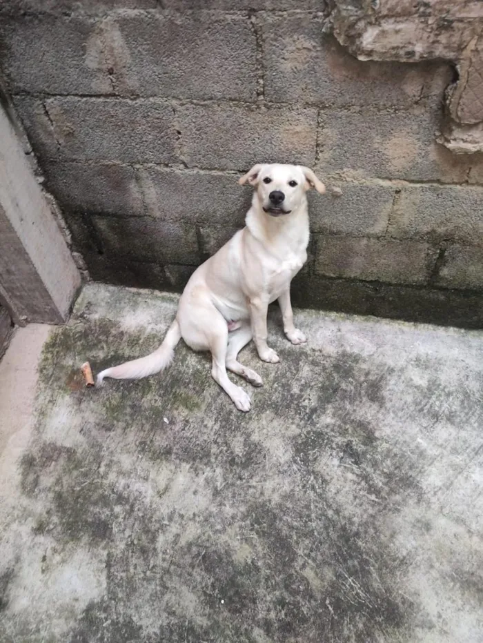 Cachorro raça Labrador idade 7 a 11 meses nome Luke