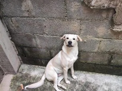 Cachorro raça Labrador idade 7 a 11 meses nome Luke