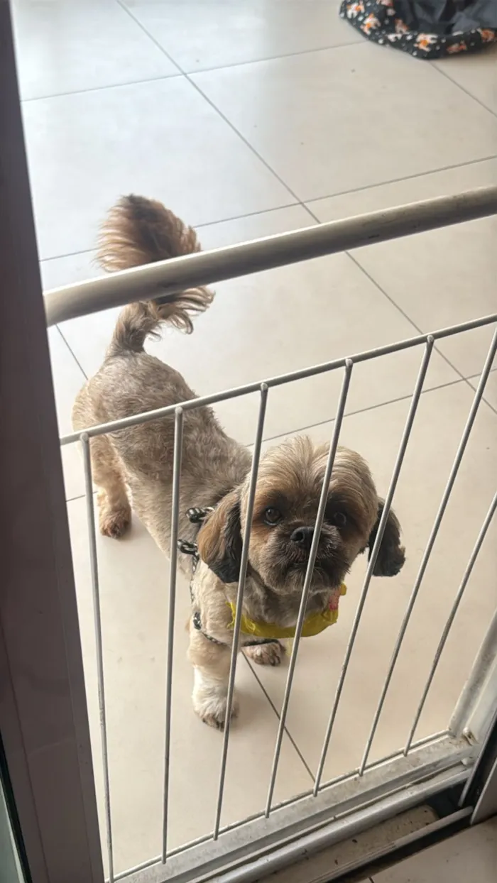 Cachorro raça Lhasa Apso idade 4 anos nome Tedinho 