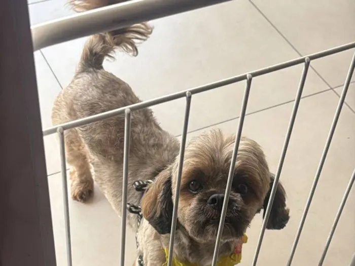 Cachorro raça Lhasa Apso idade 4 anos nome Tedinho 