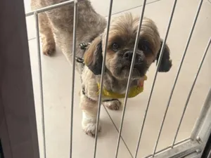 Cachorro raça Lhasa Apso idade 4 anos nome Tedinho 