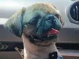Apolo