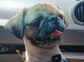 Cachorro raça Shitzu idade 1 ano nome Apolo