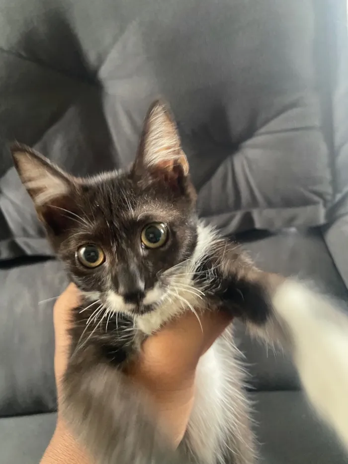 Gato raça SRD-ViraLata idade 2 a 6 meses nome Sem nome