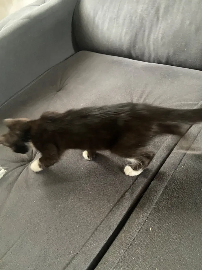 Gato raça SRD-ViraLata idade 2 a 6 meses nome Sem nome