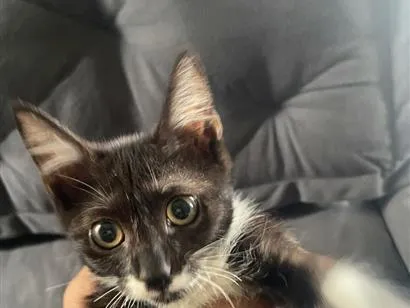Gato raça SRD-ViraLata idade 2 a 6 meses nome Sem nome