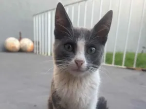 Gato raça SRD-ViraLata idade 7 a 11 meses nome Gatinhos