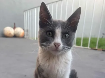 Gato raça SRD-ViraLata idade 7 a 11 meses nome Gatinhos