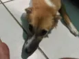 Ju