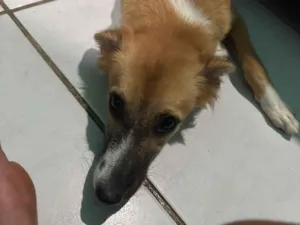 Cachorro raça SRD-ViraLata idade 2 a 6 meses nome Ju
