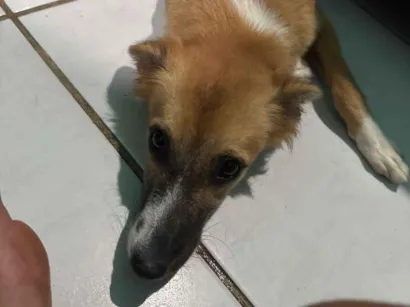 Cachorro raça SRD-ViraLata idade 2 a 6 meses nome Ju