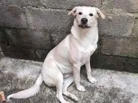 Cachorro raça Labrador idade 7 a 11 meses nome Luke