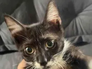 Gato raça SRD-ViraLata idade 2 a 6 meses nome Sem nome