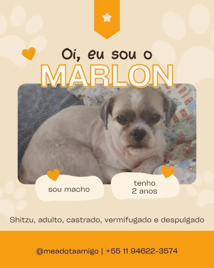 Cachorro raça Shitzu idade 2 anos nome Marlon