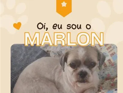 Cachorro raça Shitzu idade 2 anos nome Marlon