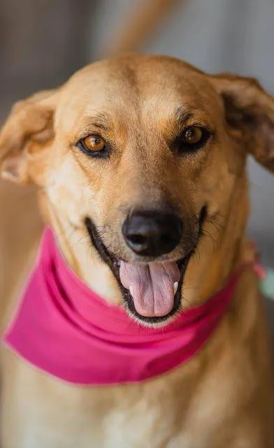 Cachorro raça SRD-ViraLata idade 5 anos nome Pandora