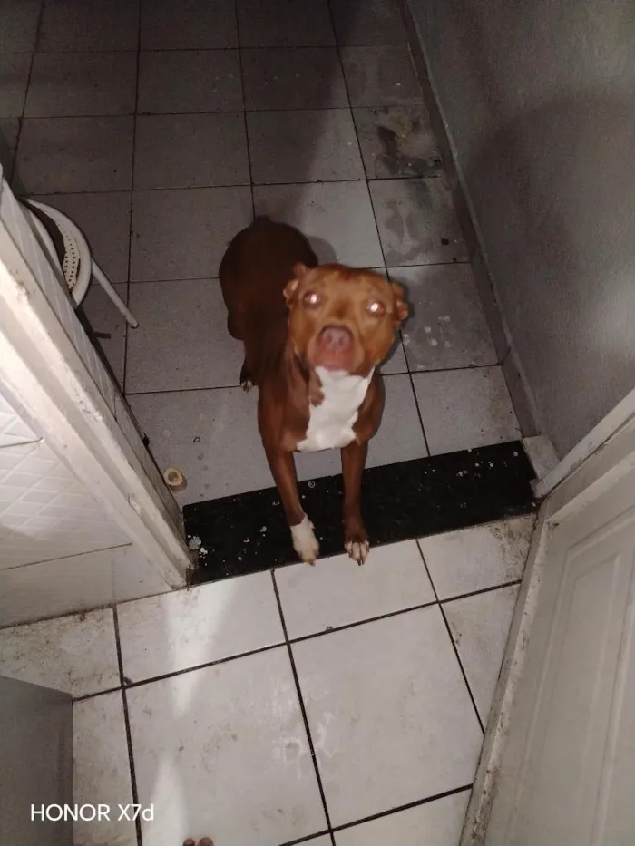 Cachorro raça Pit-Bull idade 2 anos nome Athena
