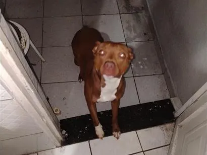 Cachorro raça Pit-Bull idade 2 anos nome Athena