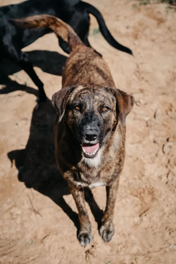 Cachorro raça SRD-ViraLata idade 2 anos nome Tigresa