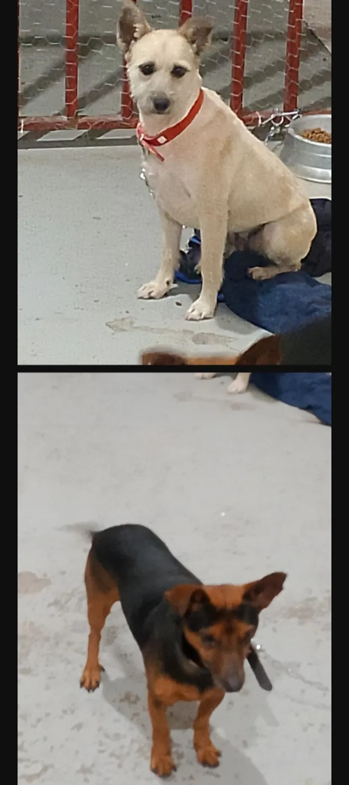 Cachorro raça SRD-ViraLata idade 2 anos nome Mel e Bambam