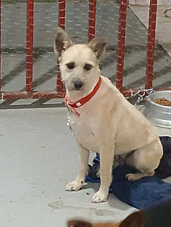 Cachorro raça SRD-ViraLata idade 2 anos nome Mel e Bambam