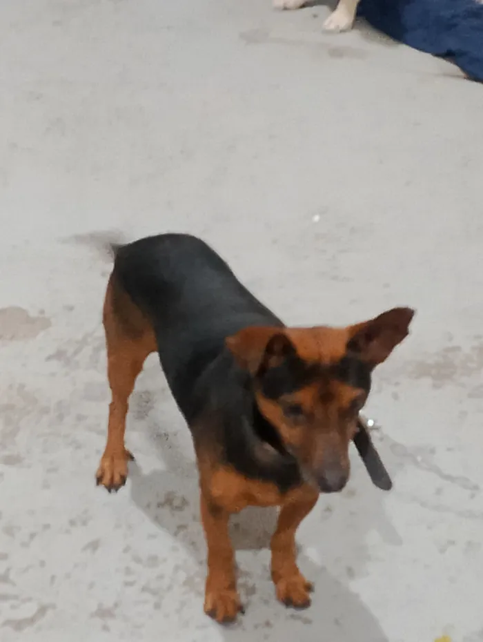 Cachorro raça SRD-ViraLata idade 2 anos nome Mel e Bambam
