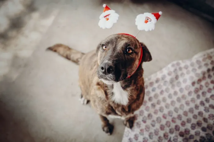 Cachorro raça SRD-ViraLata idade 2 anos nome Tigresa