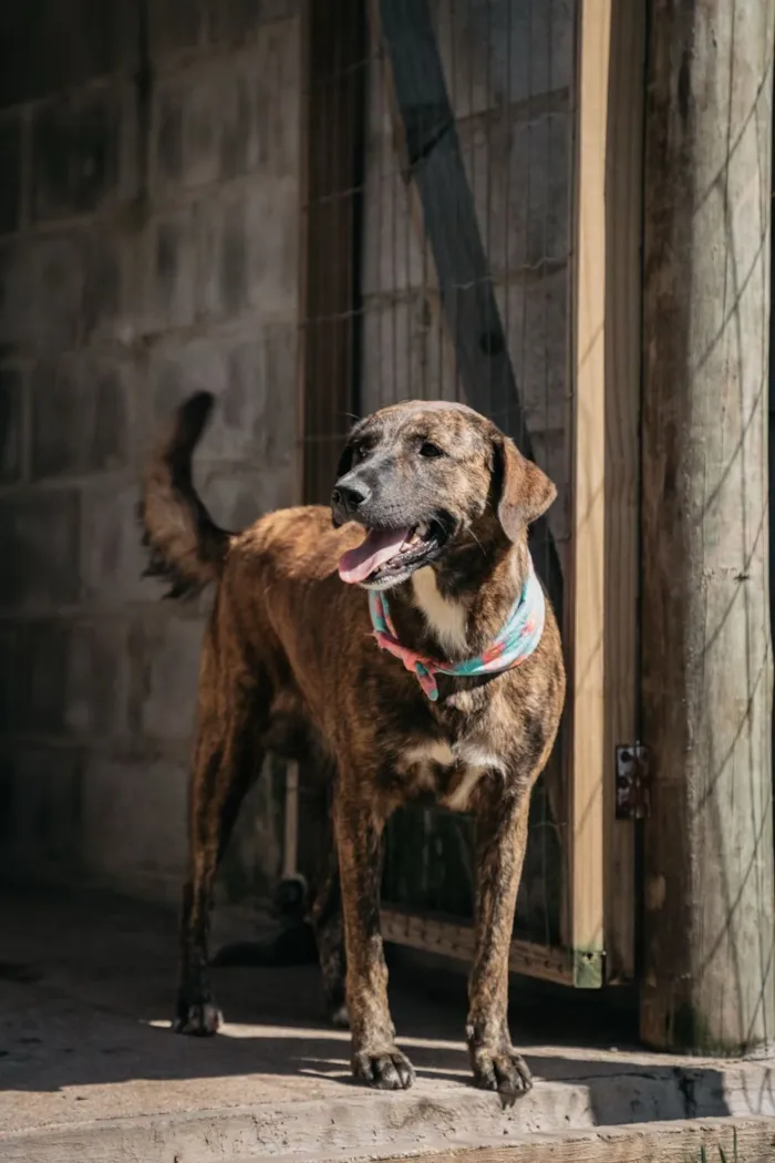 Cachorro raça SRD-ViraLata idade 2 anos nome Tigresa