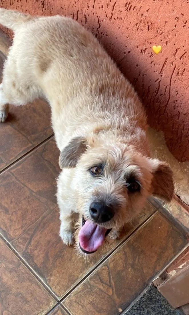 Cachorro raça SRD-ViraLata idade 3 anos nome Tina