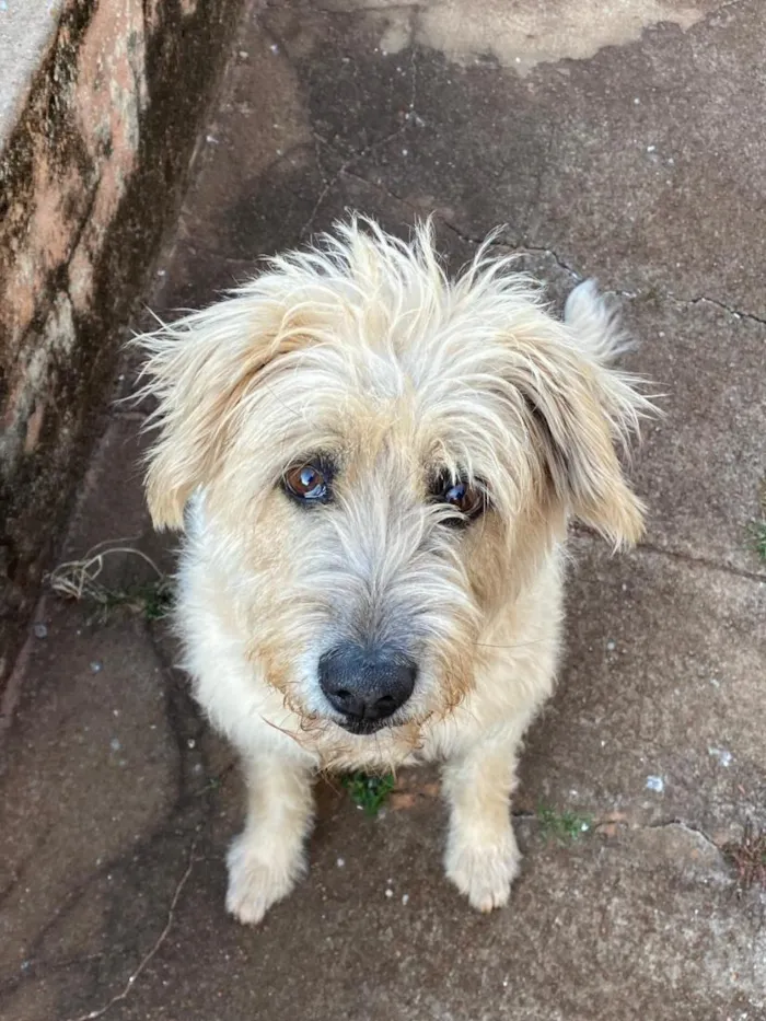 Cachorro raça SRD-ViraLata idade 3 anos nome Tina