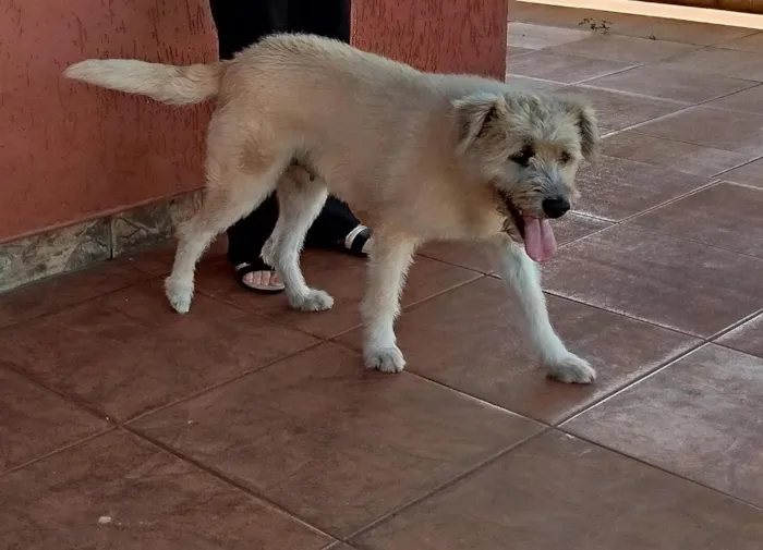 Cachorro raça SRD-ViraLata idade 3 anos nome Tina