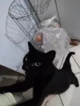 Não tem nome, chamo ela de gatinha.