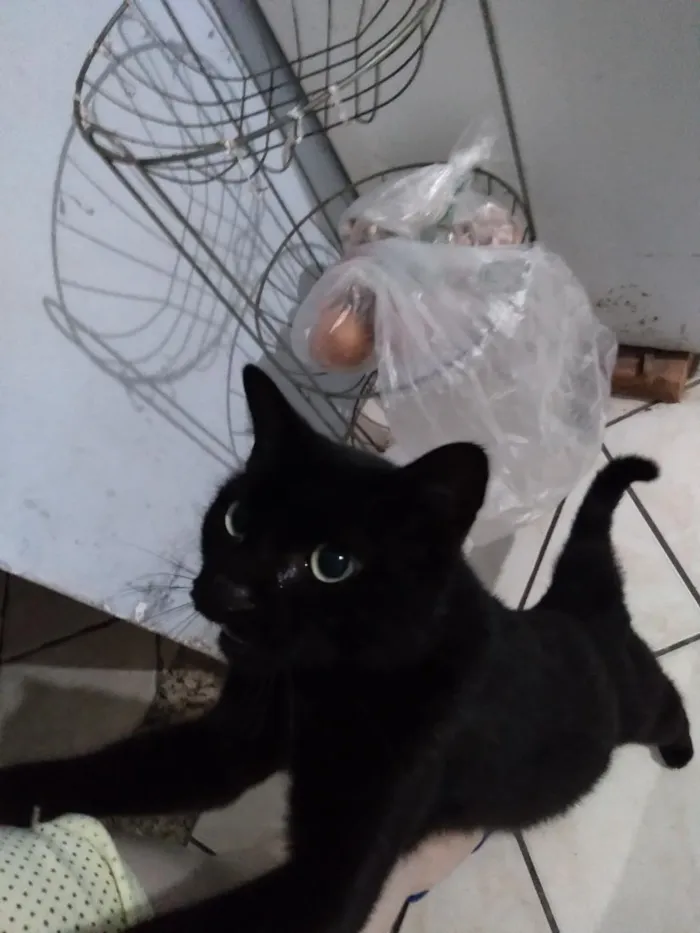 Gato raça SRD-ViraLata idade 2 a 6 meses nome Não tem nome, chamo ela de gatinha.
