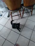 Não tem nome, chamo ela de gatinha.