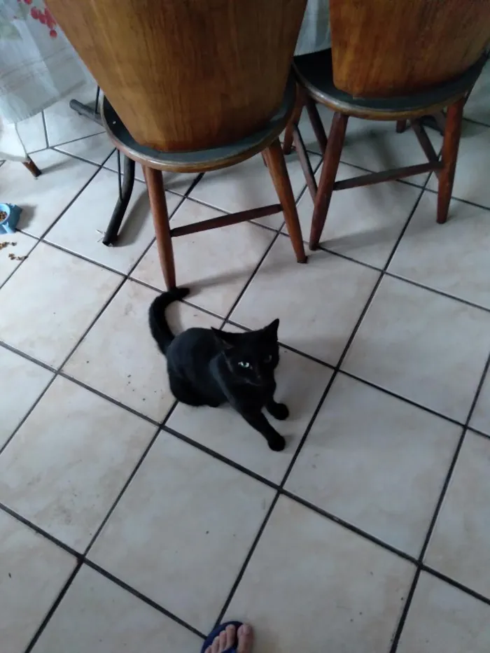 Gato raça SRD-ViraLata idade 2 a 6 meses nome Não tem nome, chamo ela de gatinha.