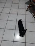 Não tem nome, chamo ela de gatinha.