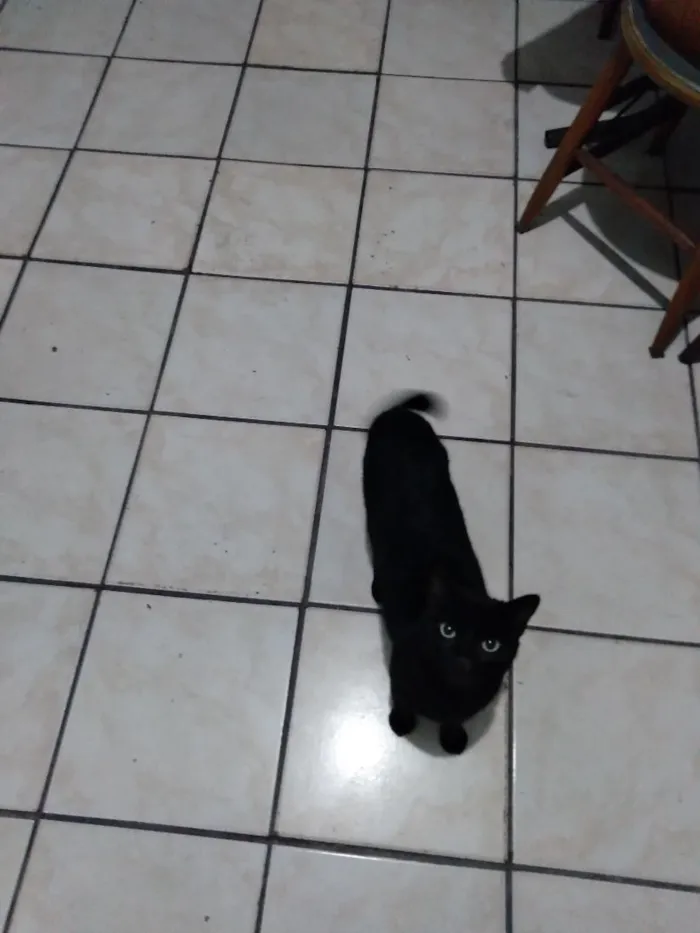 Gato raça SRD-ViraLata idade 2 a 6 meses nome Não tem nome, chamo ela de gatinha.
