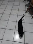 Não tem nome, chamo ela de gatinha.
