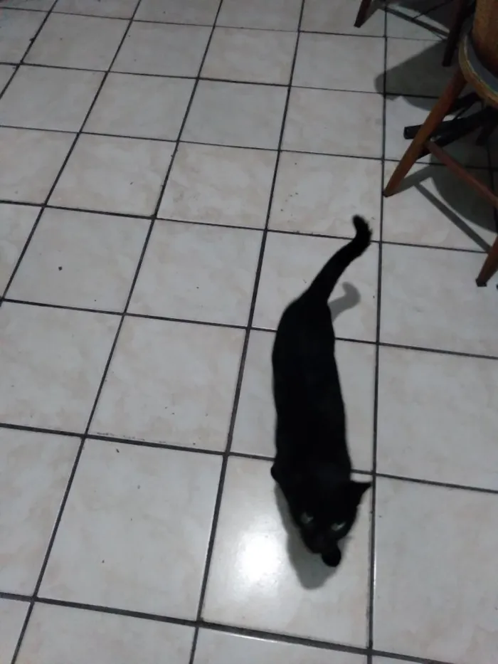 Gato raça SRD-ViraLata idade 2 a 6 meses nome Não tem nome, chamo ela de gatinha.