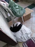 Não tem nome, chamo ela de gatinha.
