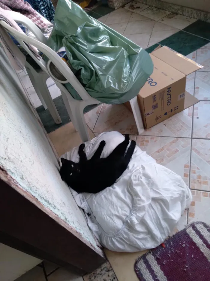 Gato raça SRD-ViraLata idade 2 a 6 meses nome Não tem nome, chamo ela de gatinha.